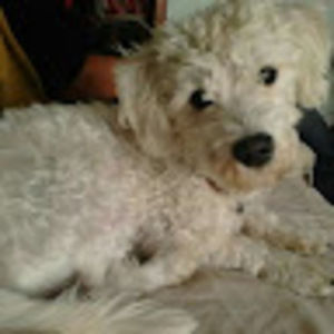 Meet your Posher, César